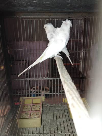 Hogoromo breeder pairs