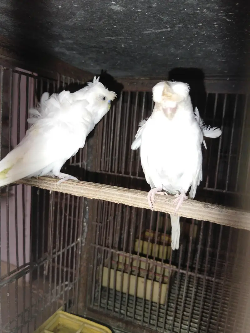 Hogoromo breeder pairs — photo 2