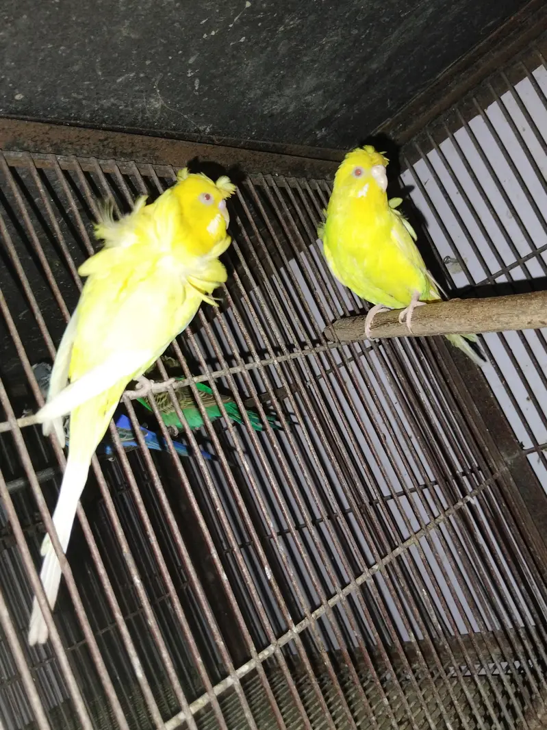 Hogoromo breeder pairs — photo 3