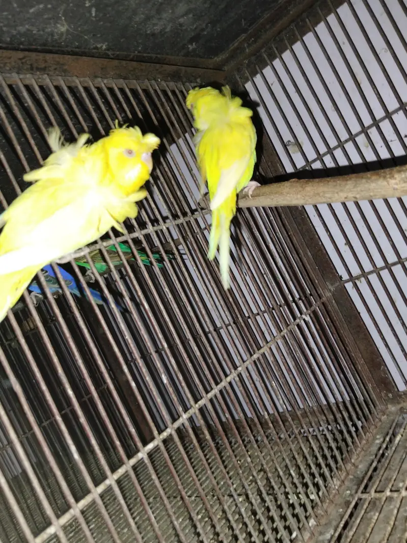 Hogoromo breeder pairs — photo 4