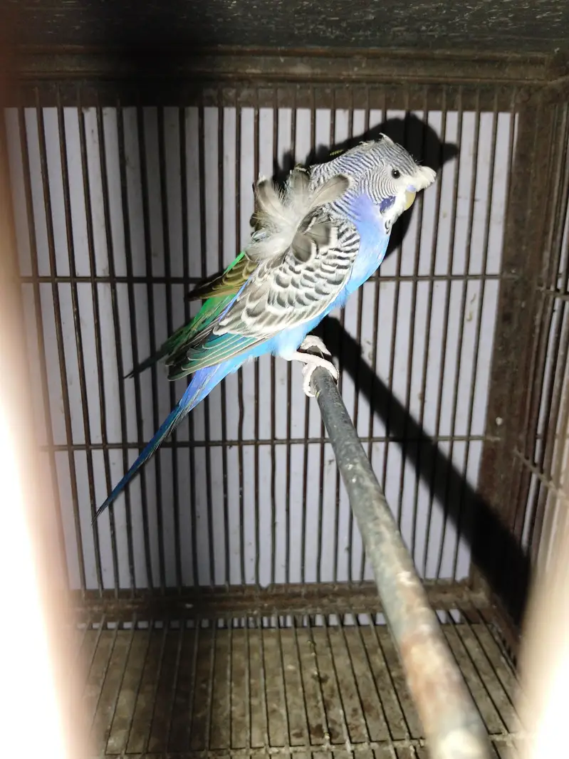 Hogoromo breeder pairs — photo 5