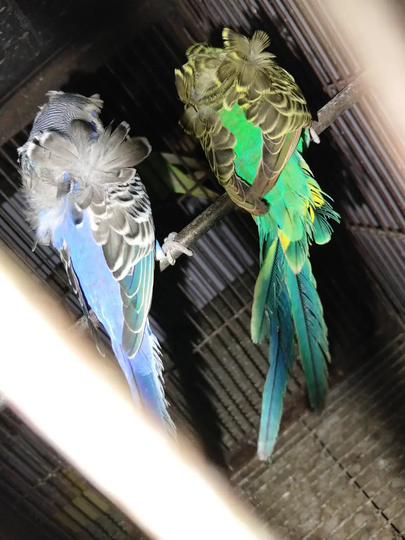 Hogoromo breeder pairs — photo 7