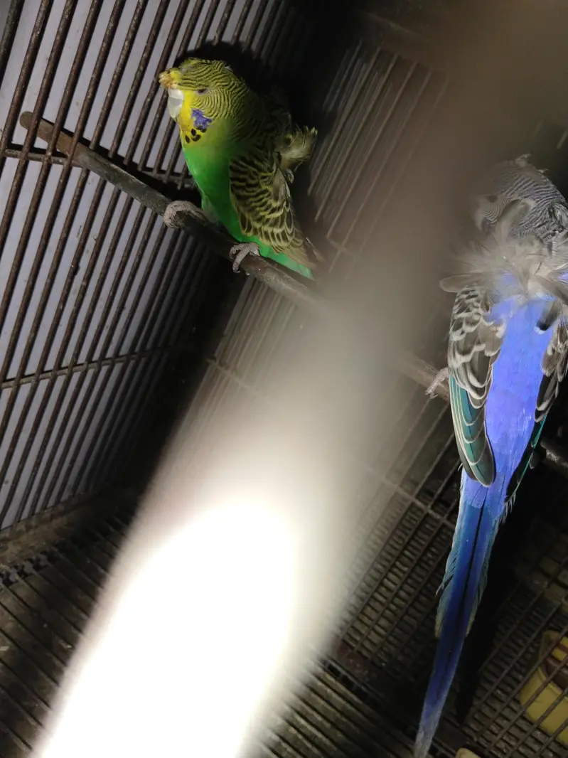 Hogoromo breeder pairs — photo 8