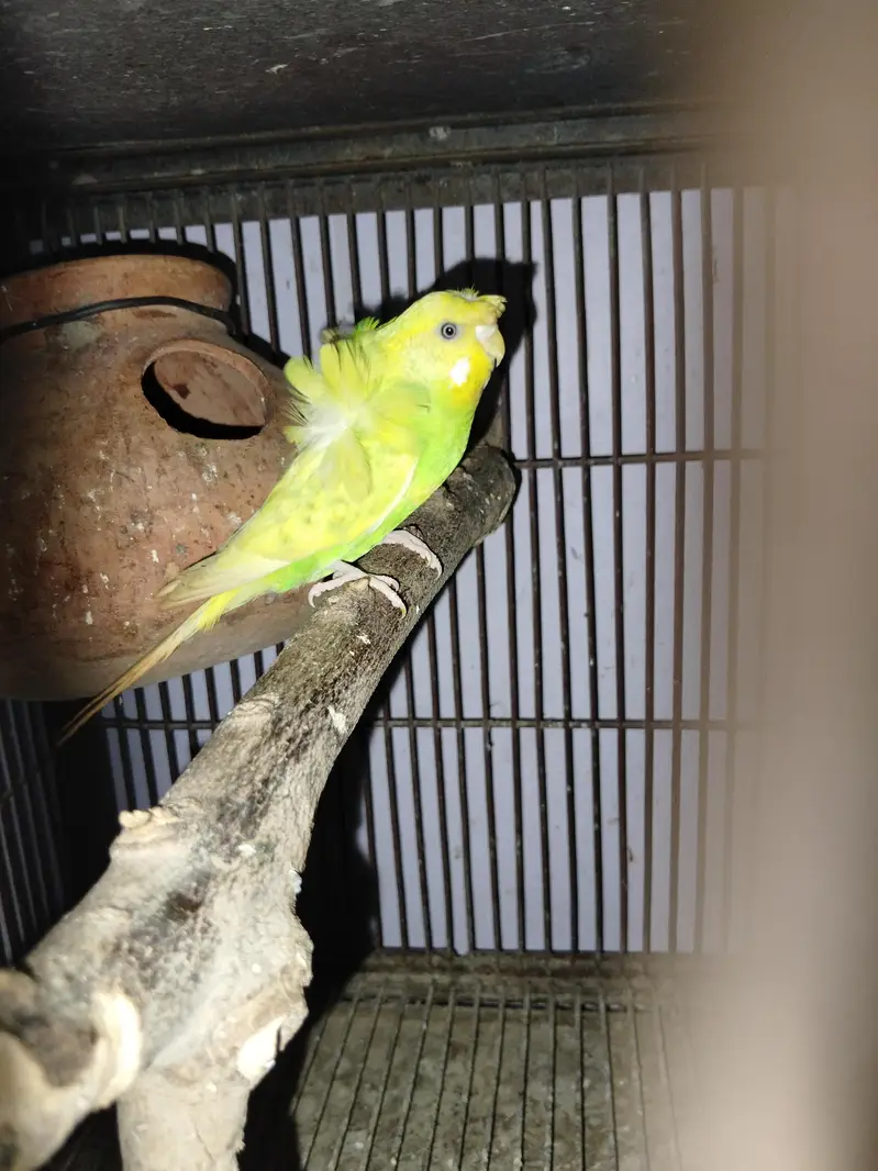 Hogoromo breeder pairs — photo 9