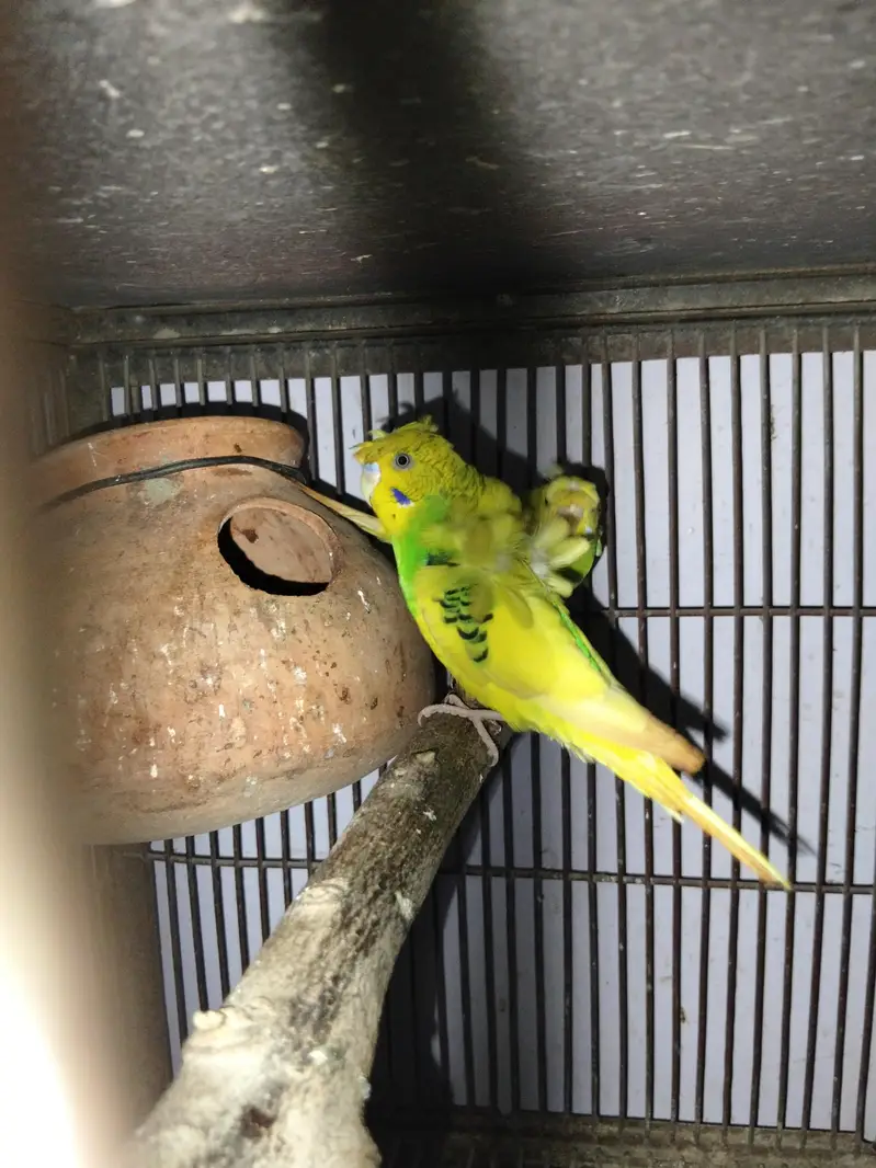 Hogoromo breeder pairs — photo 10