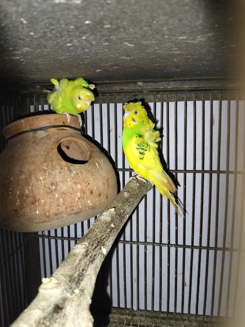 Hogoromo breeder pairs — photo 11