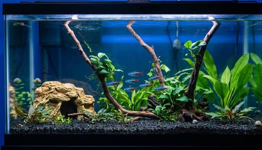 Aquarium for sale 2 piece