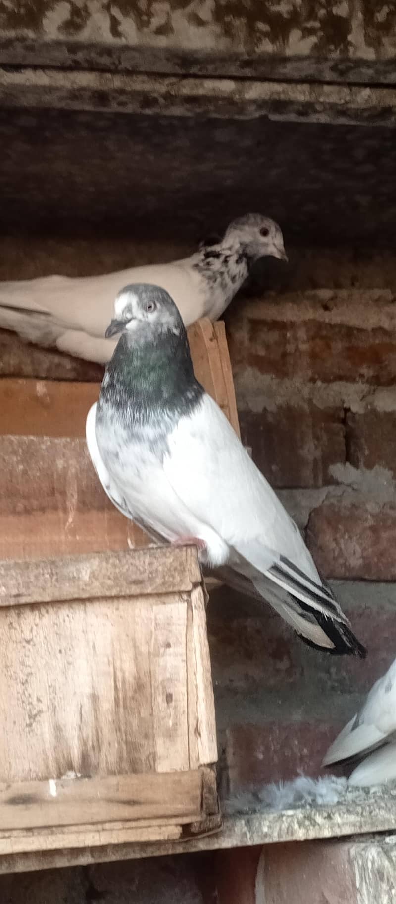 peigon 2