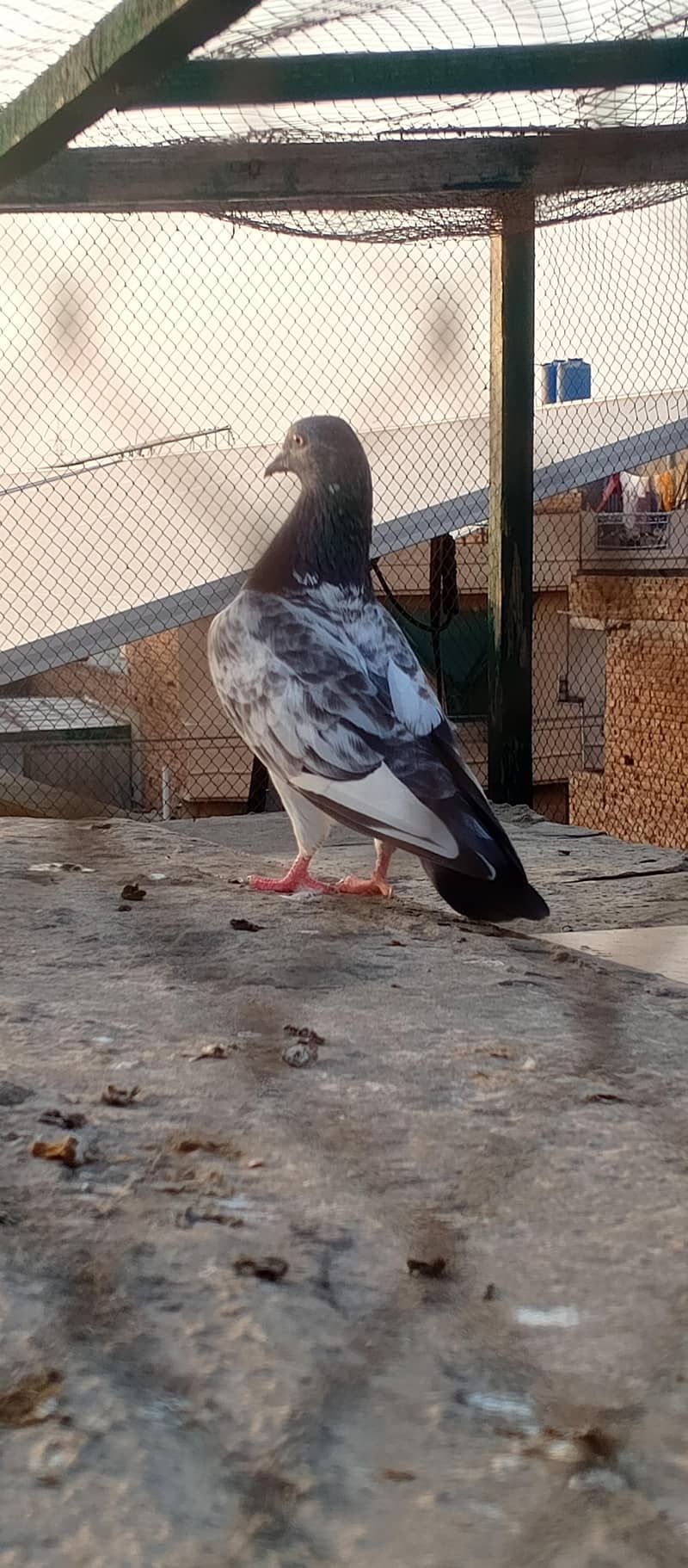 peigon 7