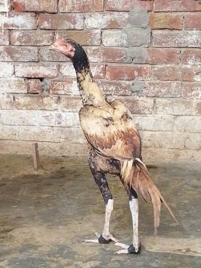 pure aseel Sindhi patha