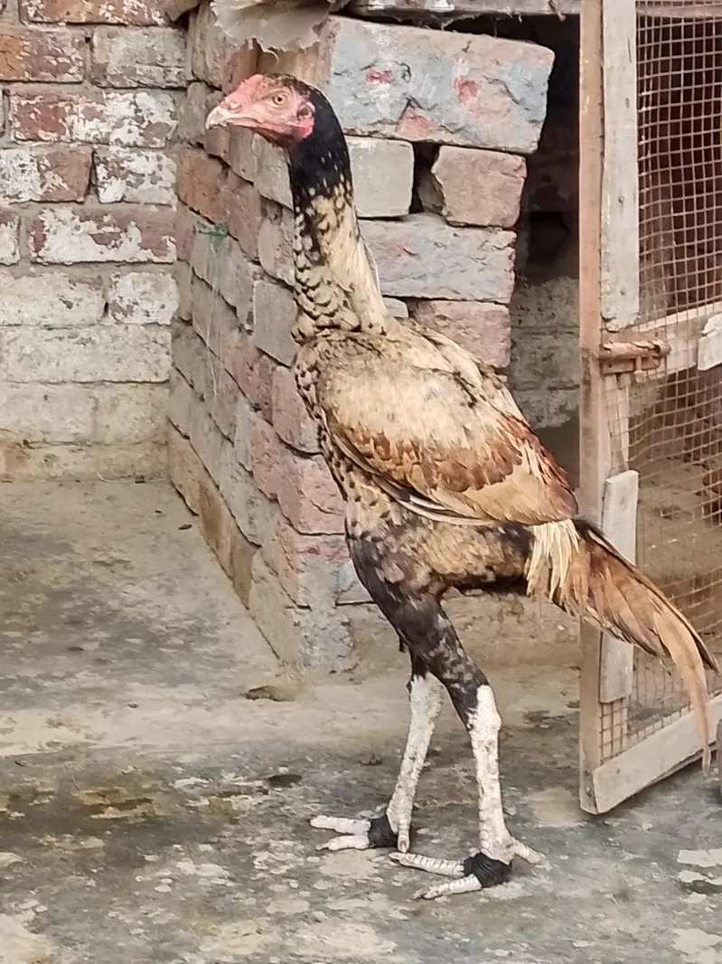 pure aseel Sindhi patha — photo 3