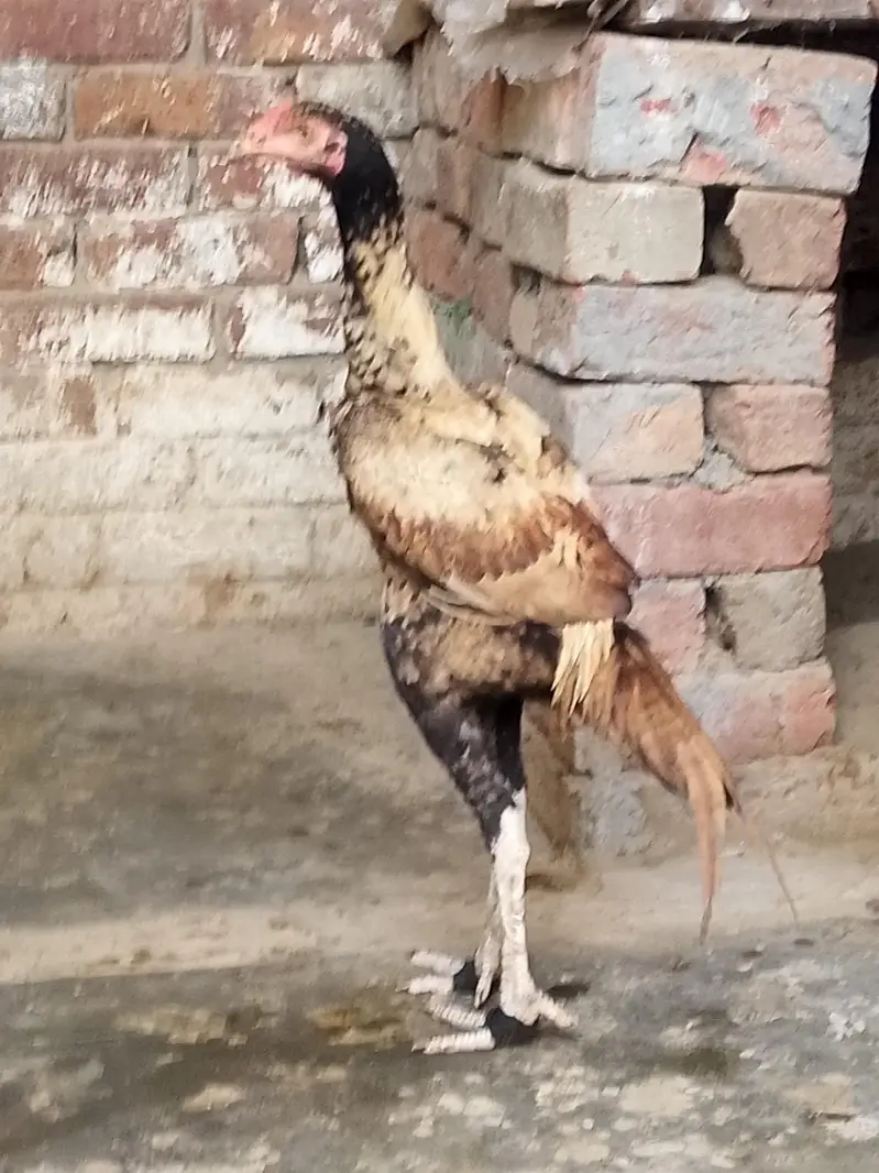pure aseel Sindhi patha — photo 4