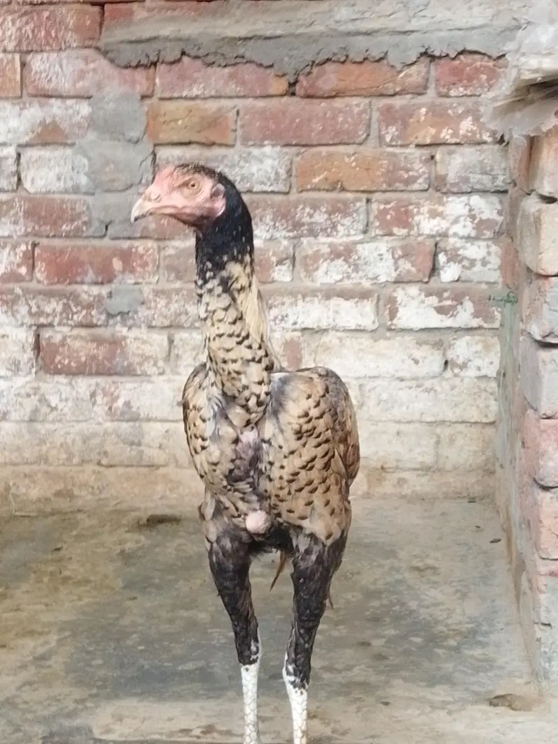 pure aseel Sindhi patha — photo 6