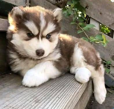 Siberian Husky For Sale Huskies puppies 0370+3659+859
