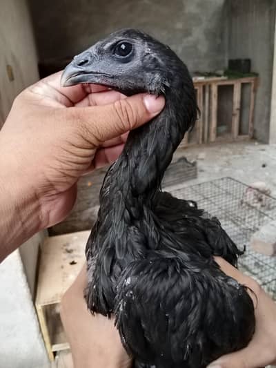 black dragon hen