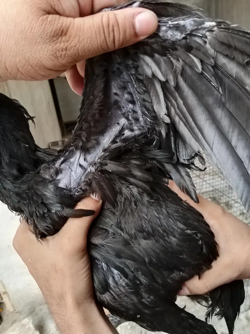 black dragon hen — photo 2