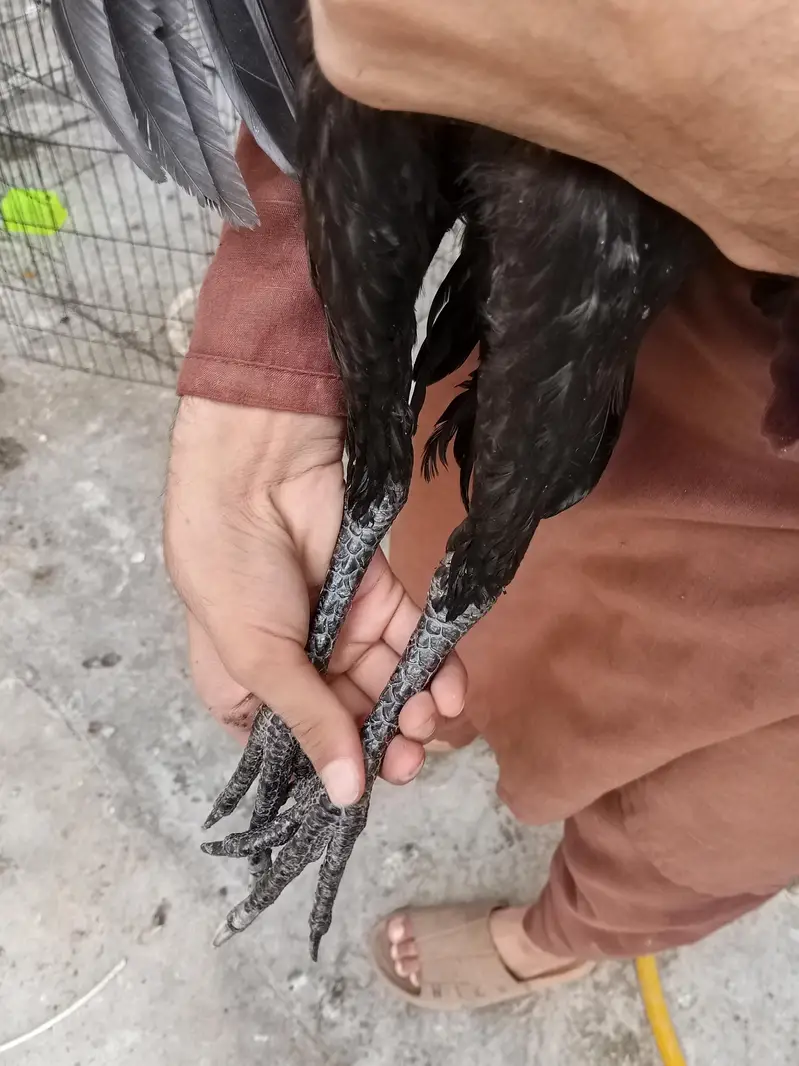 black dragon hen — photo 3
