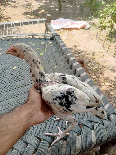 Mianwali ASEEL
