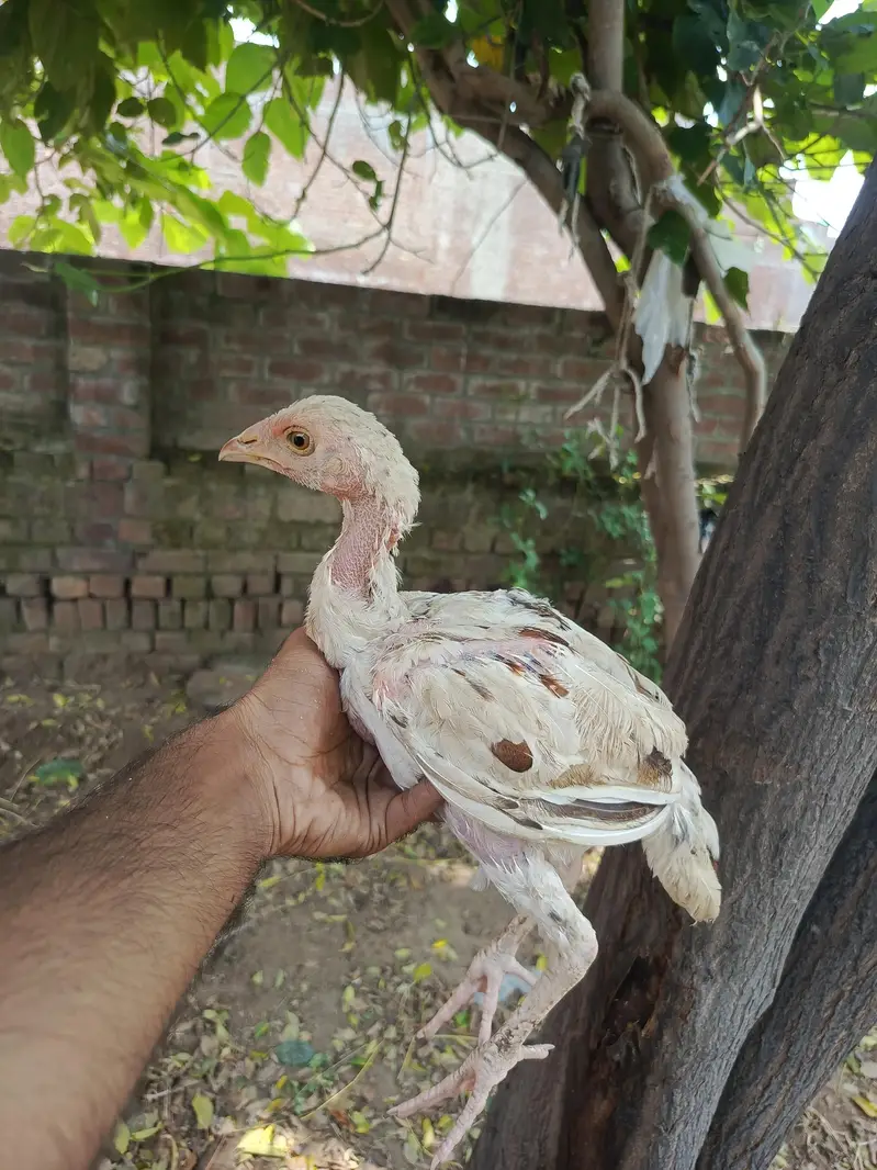 Mianwali ASEEL — photo 3