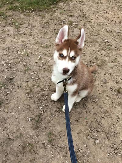 Siberian Husky For Sale Huskies puppies 0370+3659+859