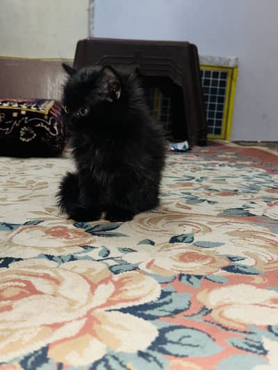Persian black cat baby
