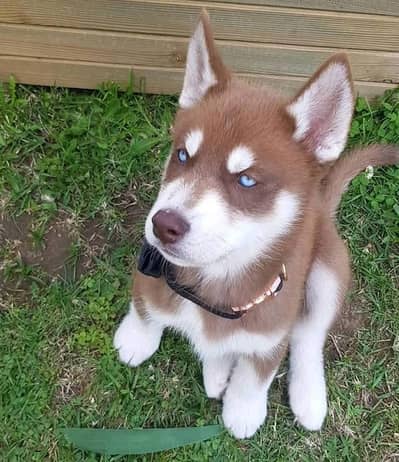 Siberian Husky For Sale Huskies puppies 0370+3659+859