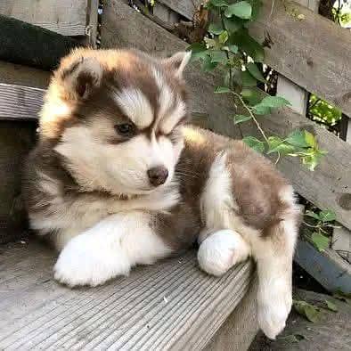 Siberian Husky For Sale Huskies puppies 0370+3659+859