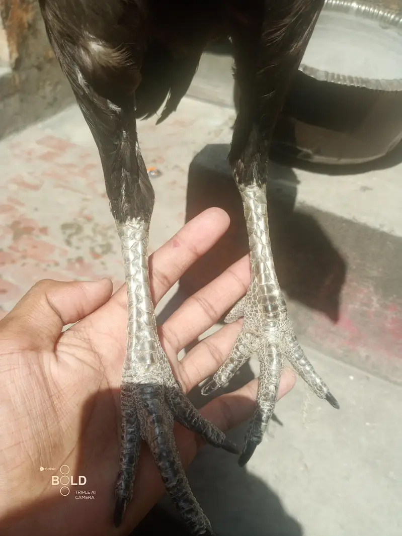 Aseel Murgi — photo 3
