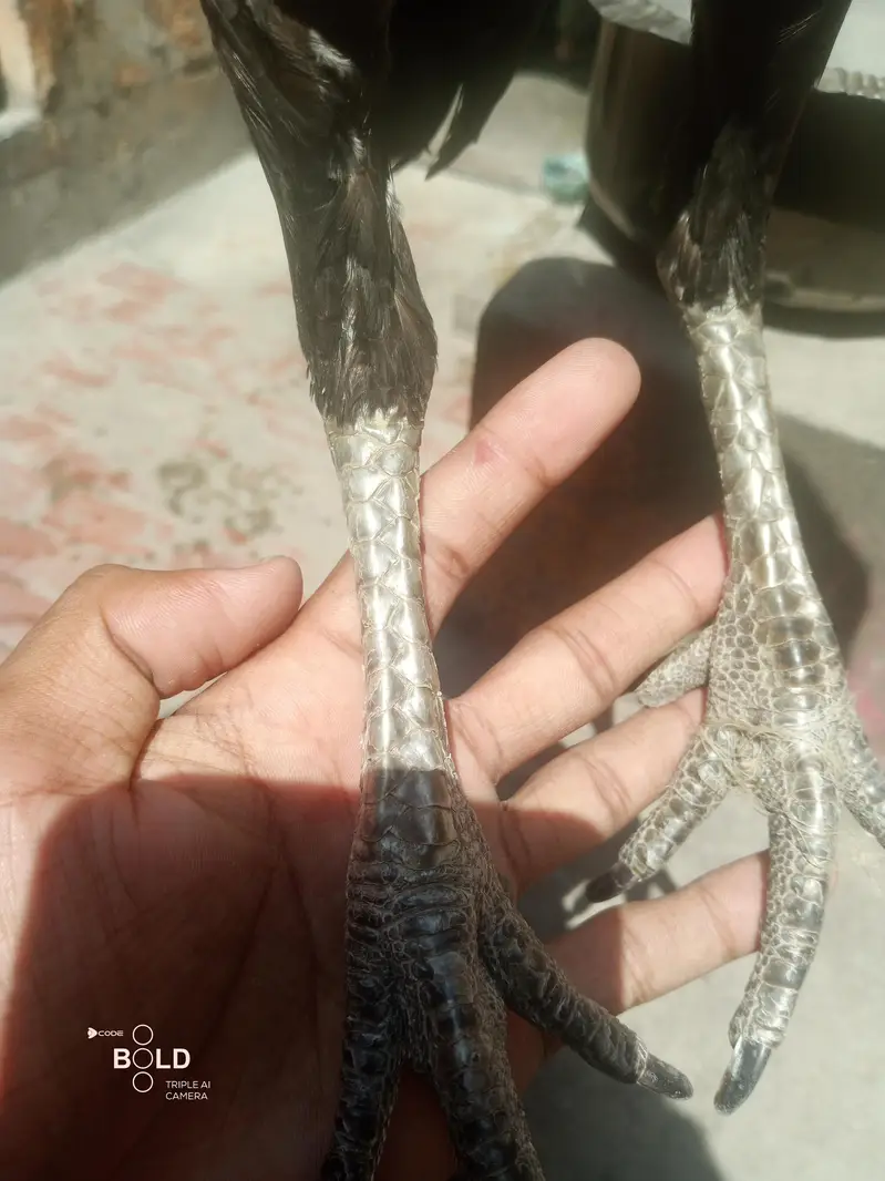 Aseel Murgi — photo 4