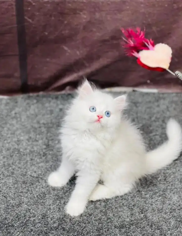 Persian Female kitten vaccinated for sale 03243854//778 — photo 2