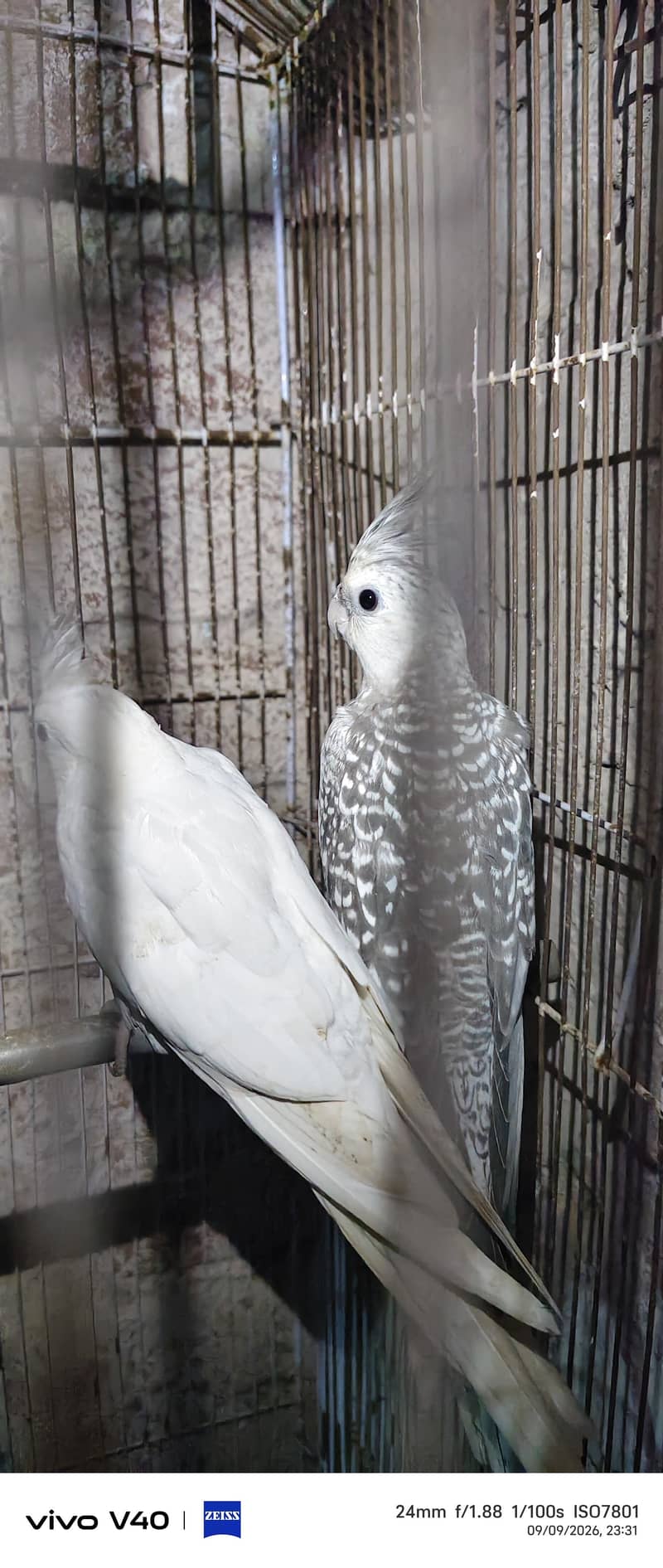 Cocktail pair 0