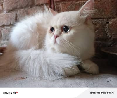 Breeder Punch Pinkish Nose Blue Eyes Male Cat  Sale 0305.4364606