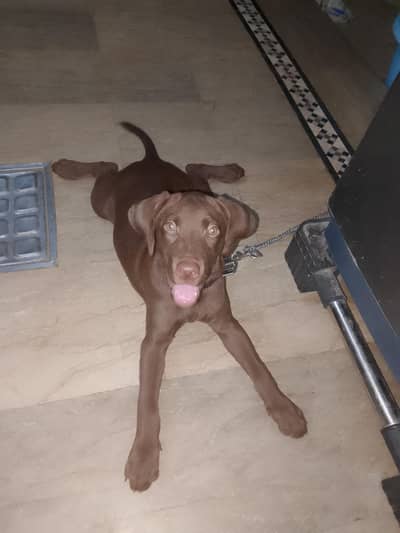 chocolate lab 3 months old vaccinated female