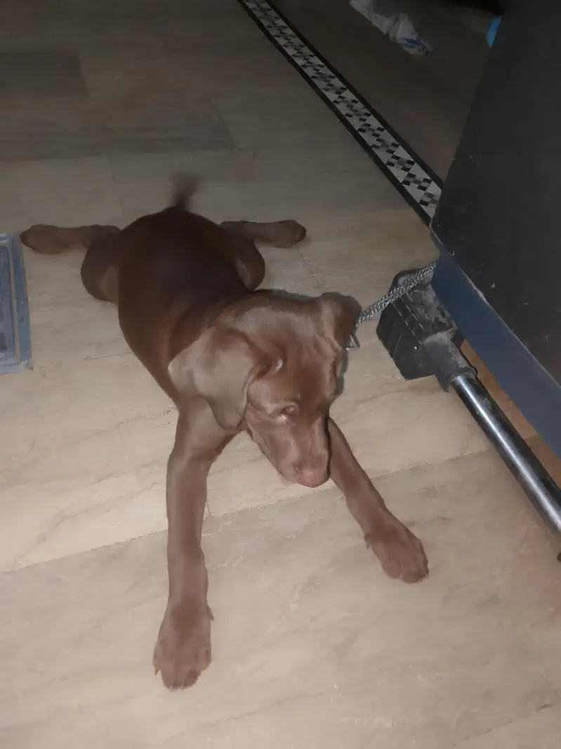 chocolate lab 3 months old vaccinated female — photo 2