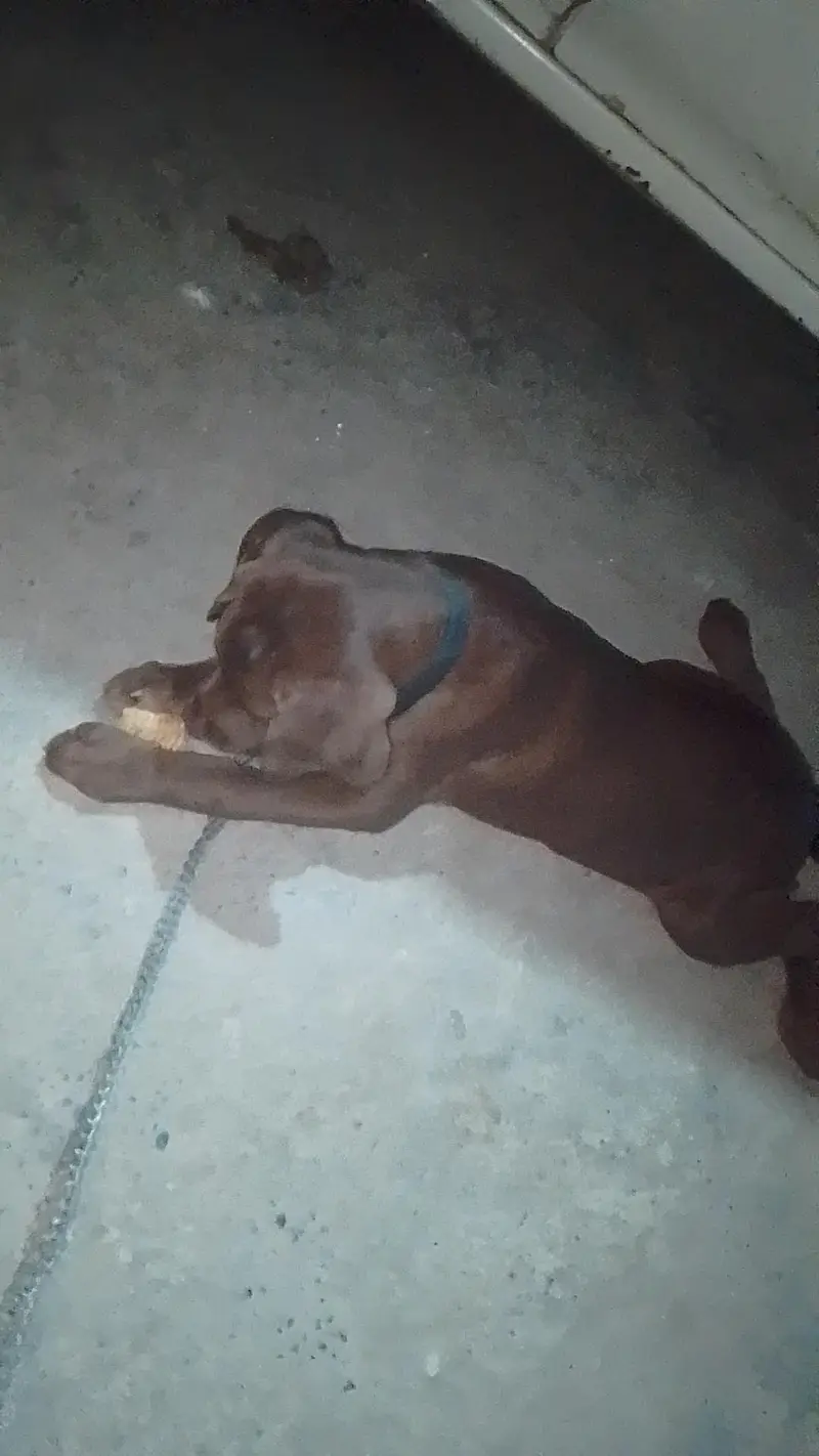 chocolate lab 3 months old vaccinated female — photo 3