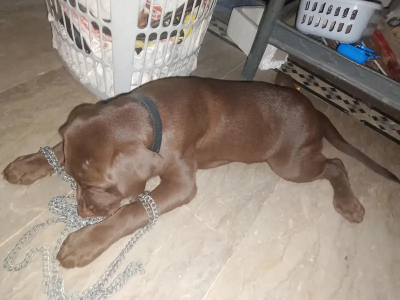 chocolate lab 3 months old vaccinated female — photo 4