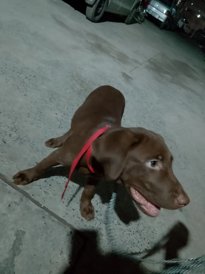 chocolate lab 3 months old vaccinated female — photo 5