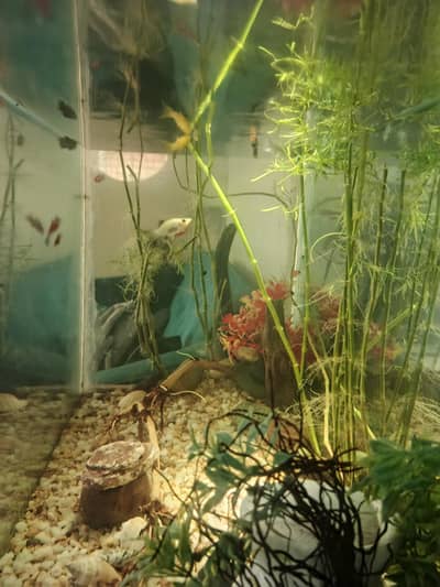 Beautiful Wooden Stand Fish Tank Setup with Accessories