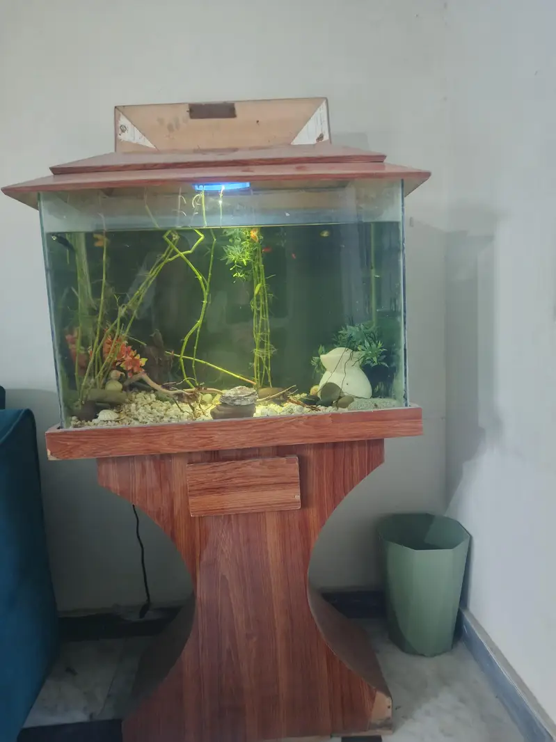Beautiful Wooden Stand Fish Tank Setup with Accessories — photo 2