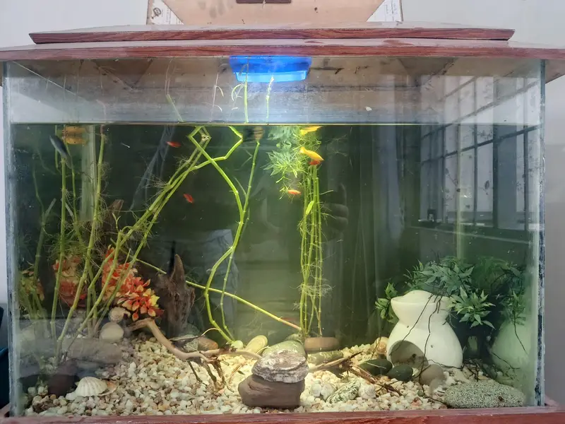 Beautiful Wooden Stand Fish Tank Setup with Accessories — photo 8
