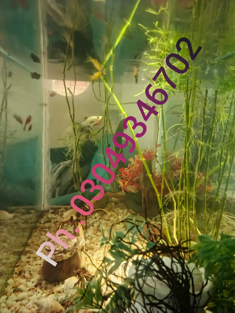 Beautiful Wooden Stand Fish Tank Setup with Accessories — photo 9