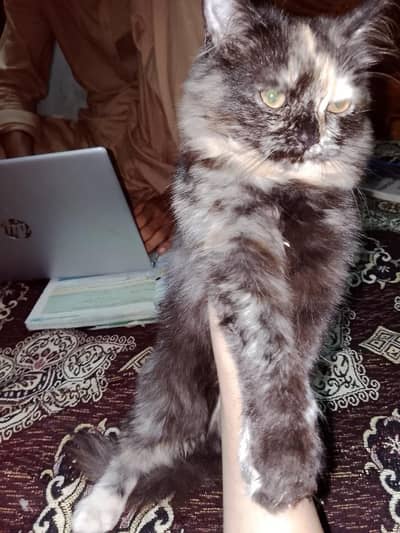 cat for sale