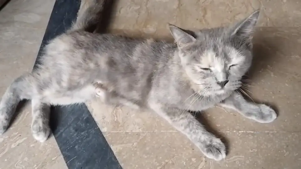 cat for sale — photo 2