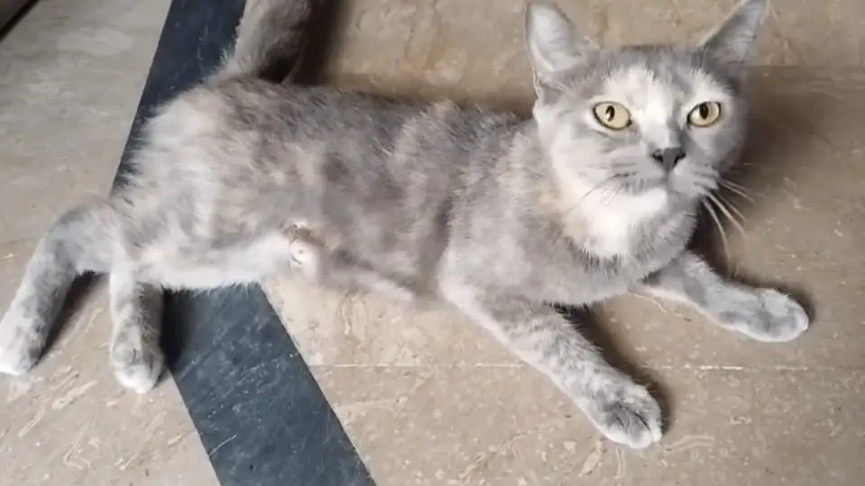 cat for sale — photo 3