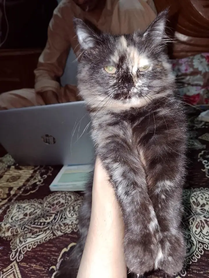 cat for sale — photo 8
