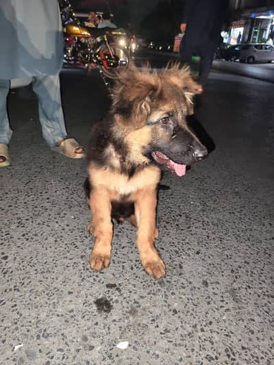 German Shepherd Long Coat