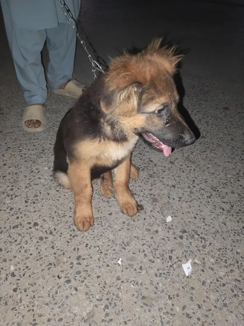 German Shepherd Long Coat — photo 2