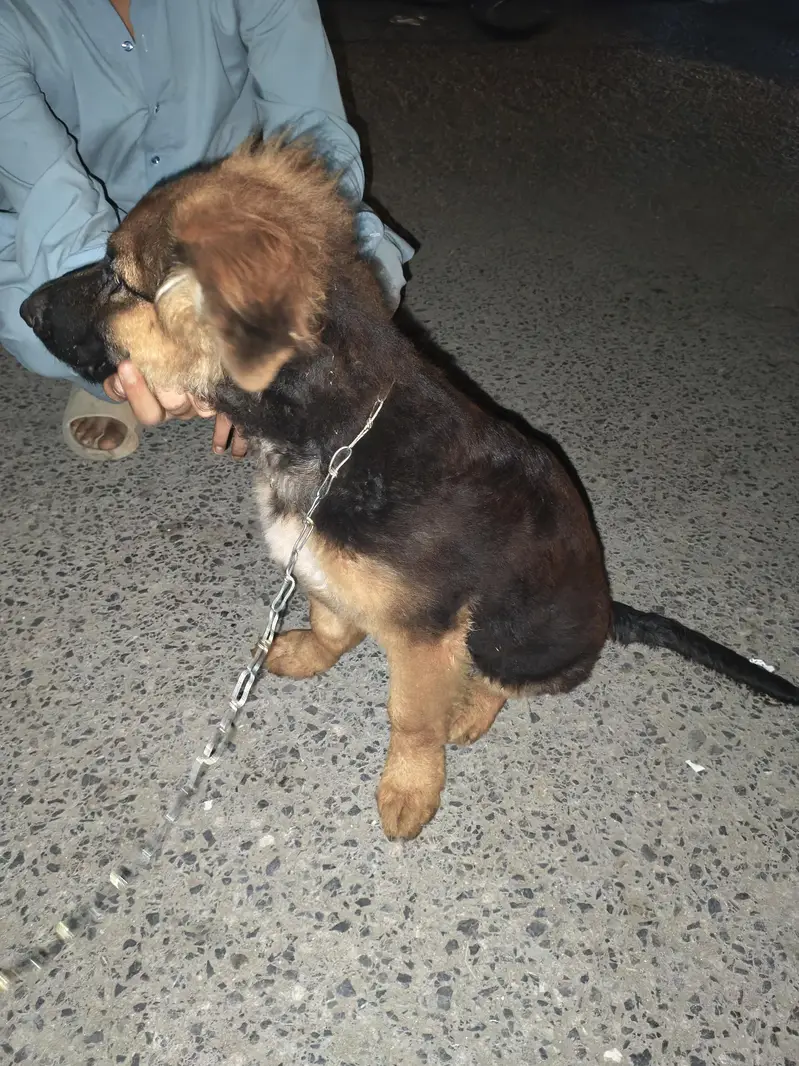 German Shepherd Long Coat — photo 3