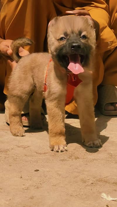 Turkish King gal dog full security guard male for sale call in