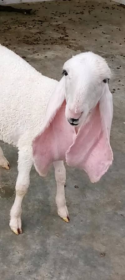 Sargodha kajla kaka male